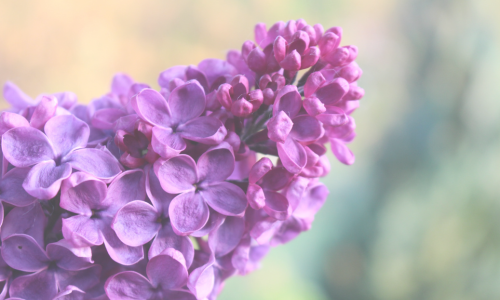 Bez názvu (1080 × 500 px) (500 × 300 px) (9)